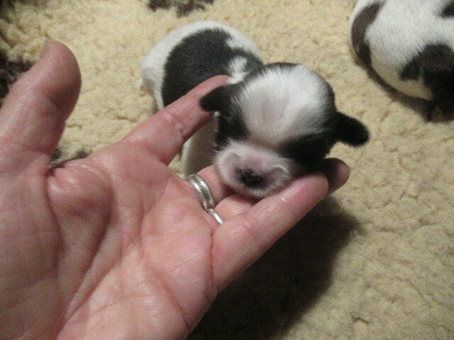 des brumes d'aurore - Chiots disponibles - Shih Tzu