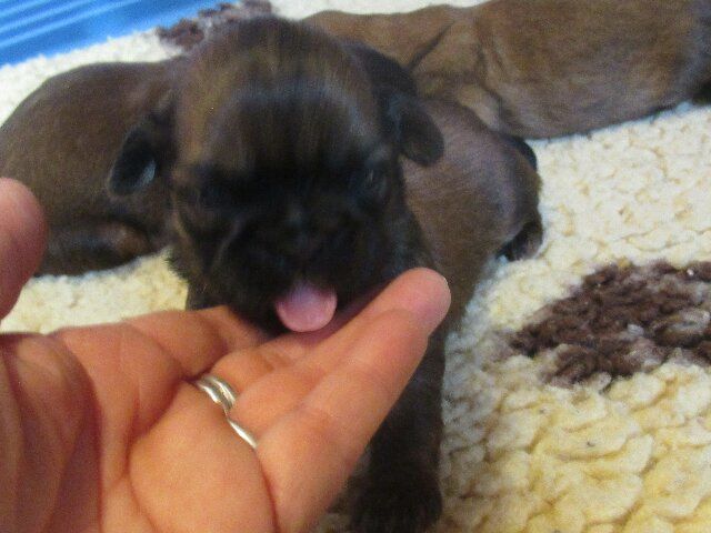 des brumes d'aurore - Chiots disponibles - Shih Tzu