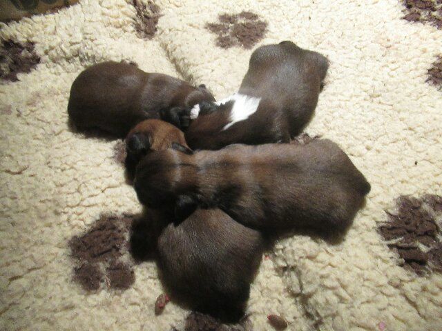 des brumes d'aurore - Chiots disponibles - Shih Tzu