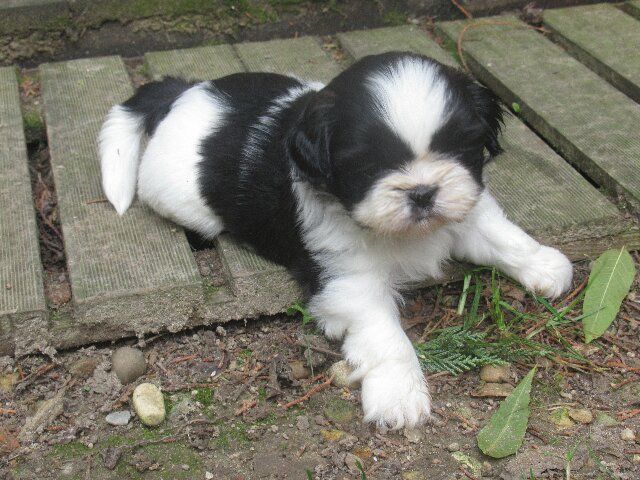 des brumes d'aurore - Chiots disponibles - Shih Tzu