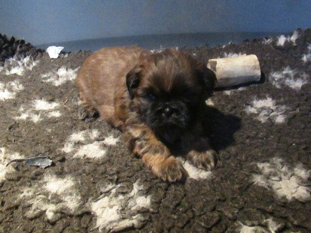 des brumes d'aurore - Chiots disponibles - Shih Tzu