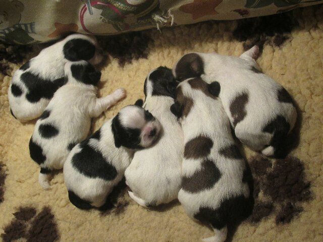 Chiot Shih Tzu des brumes d'aurore