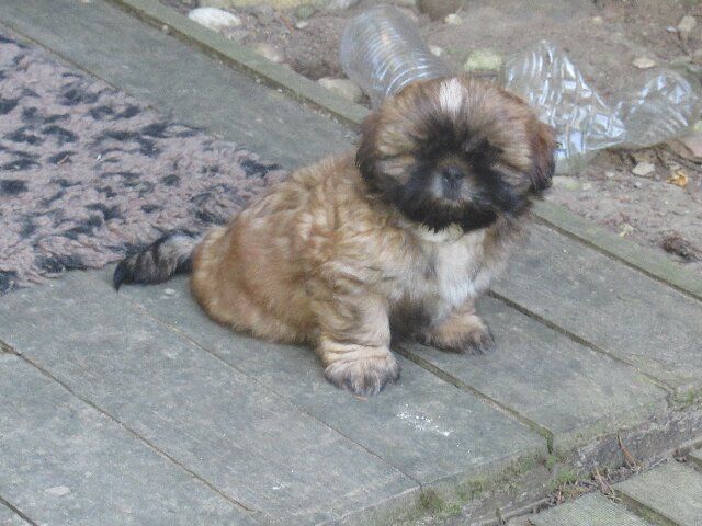 des brumes d'aurore - Chiots disponibles - Shih Tzu