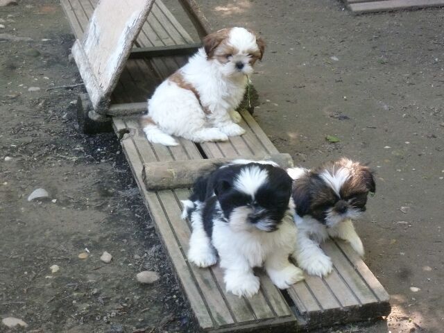 Chiot Shih Tzu des brumes d'aurore
