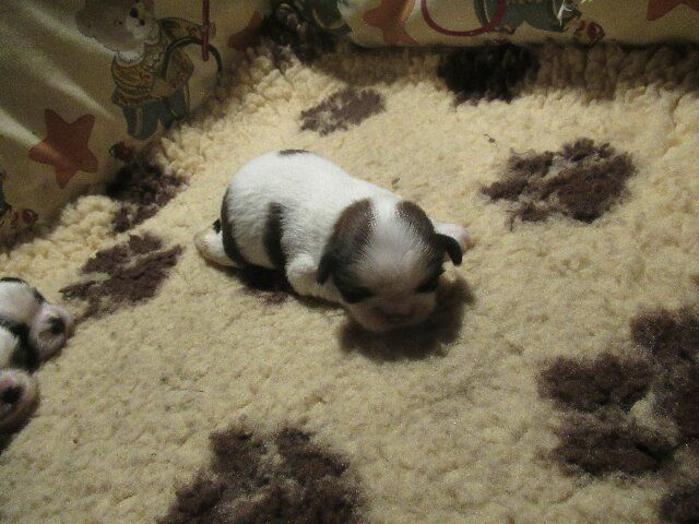 des brumes d'aurore - Chiots disponibles - Shih Tzu