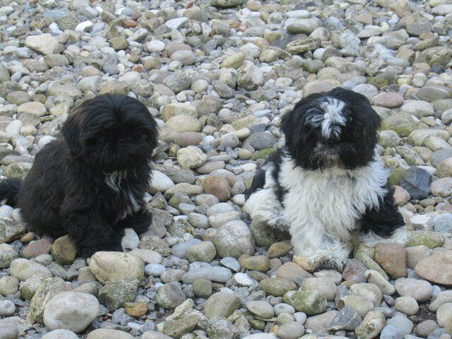 des brumes d'aurore - Shih Tzu - Portée née le 25/12/2023