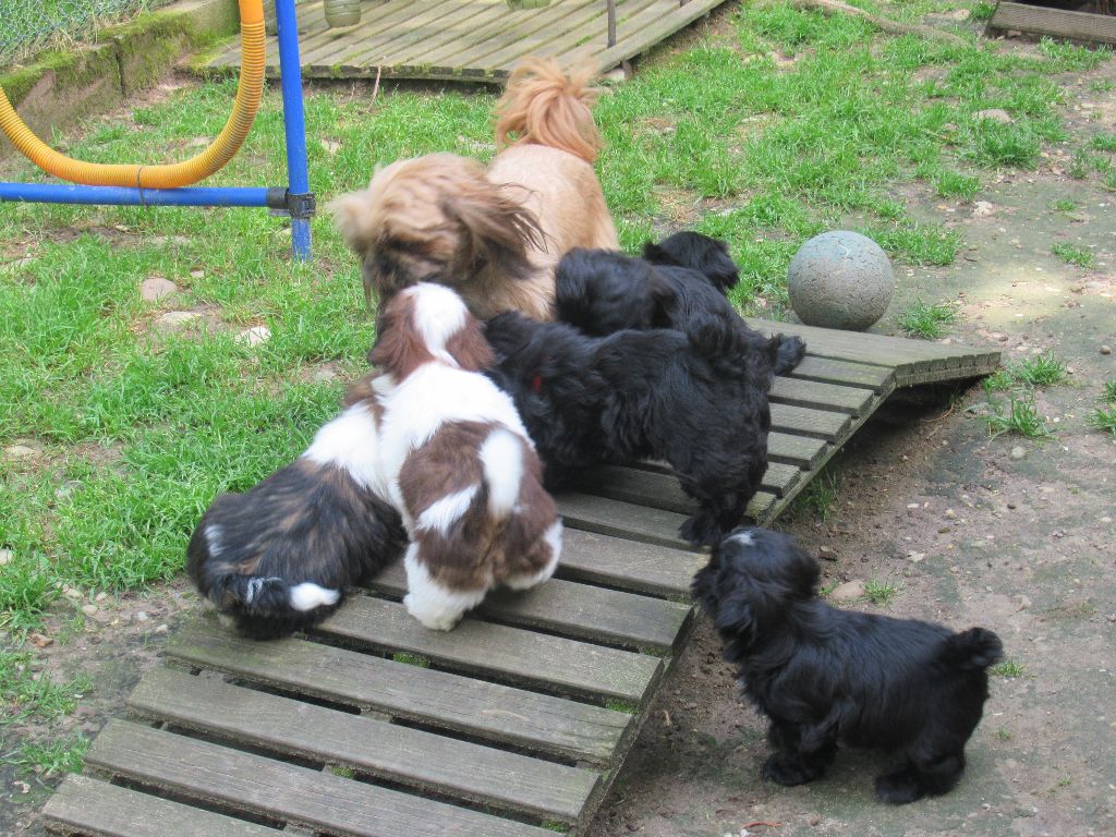 des brumes d'aurore - Shih Tzu - Portée née le 09/04/2023