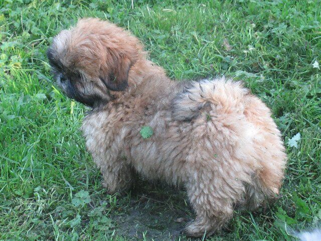 des brumes d'aurore - Chiots disponibles - Shih Tzu