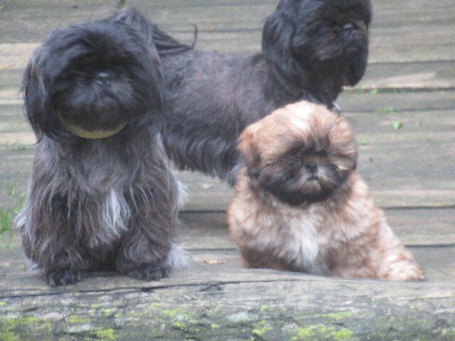 des brumes d'aurore - Chiots disponibles - Shih Tzu