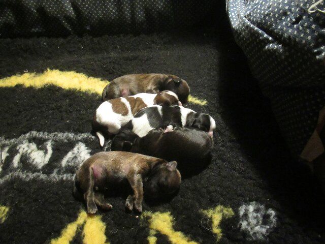 des brumes d'aurore - Chiots disponibles - Shih Tzu