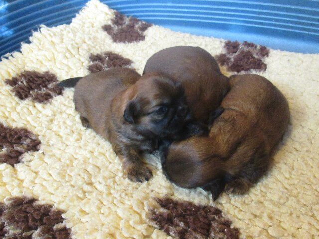 des brumes d'aurore - Chiots disponibles - Shih Tzu