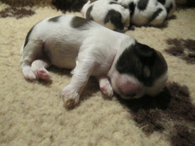 des brumes d'aurore - Chiots disponibles - Shih Tzu