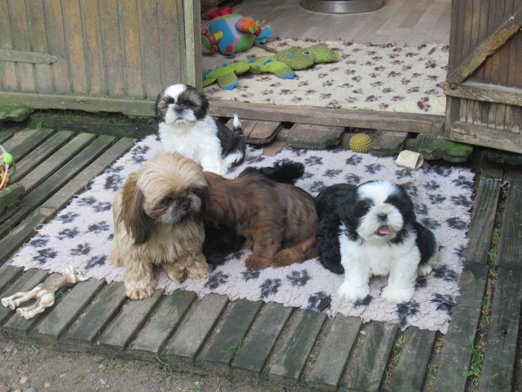 des brumes d'aurore - Shih Tzu - Portée née le 28/03/2023