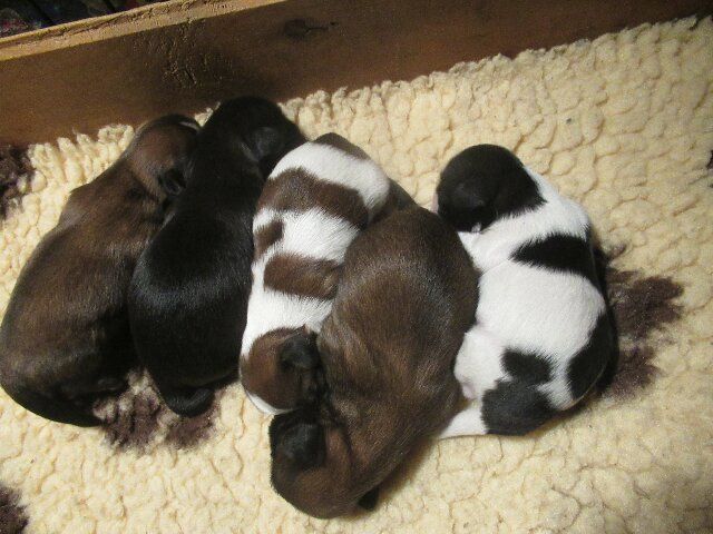 des brumes d'aurore - Chiots disponibles - Shih Tzu