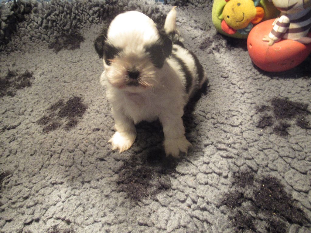 des brumes d'aurore - Chiots disponibles - Shih Tzu