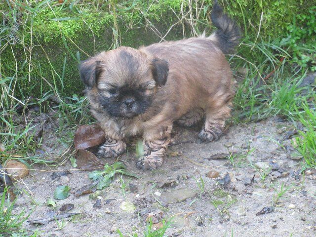 des brumes d'aurore - Chiots disponibles - Shih Tzu