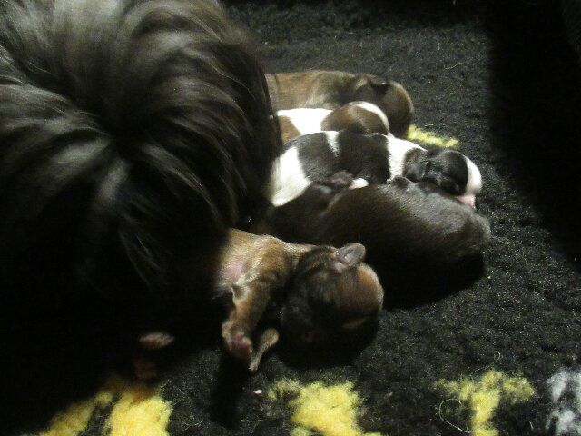 des brumes d'aurore - Chiots disponibles - Shih Tzu