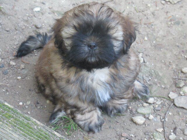 des brumes d'aurore - Chiots disponibles - Shih Tzu
