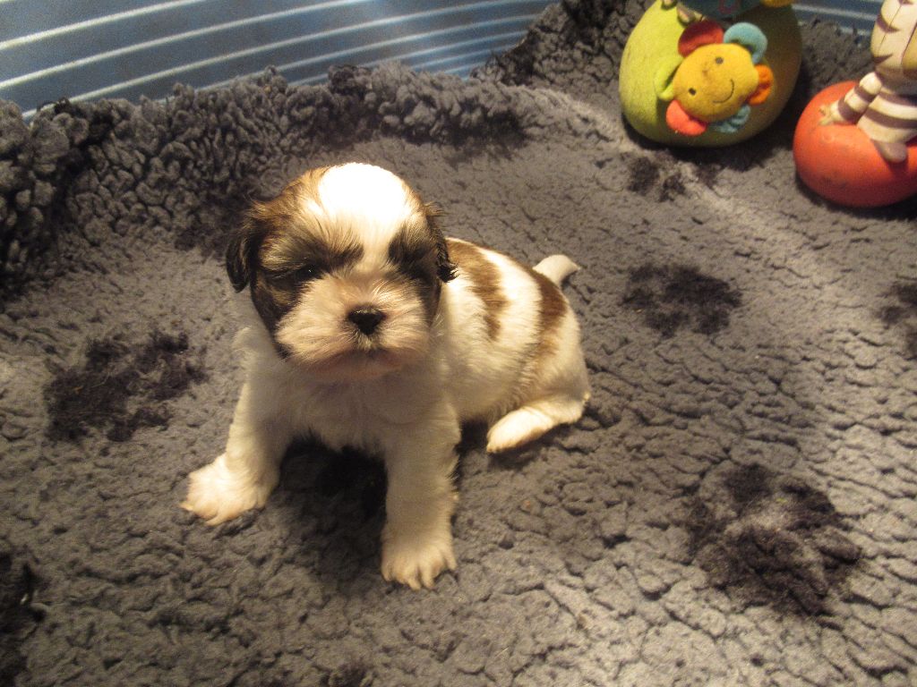 des brumes d'aurore - Chiots disponibles - Shih Tzu