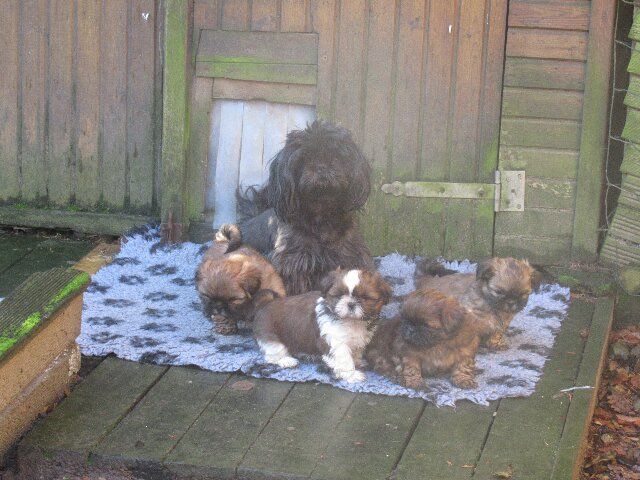 des brumes d'aurore - Shih Tzu - Portée née le 06/10/2025