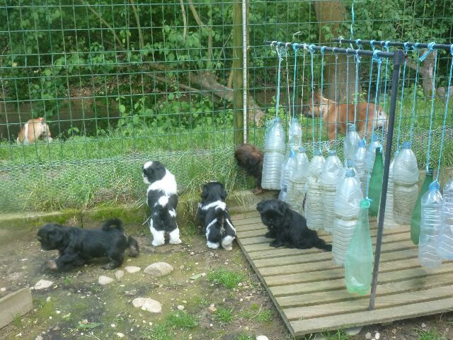 des brumes d'aurore - Shih Tzu - Portée née le 08/04/2021