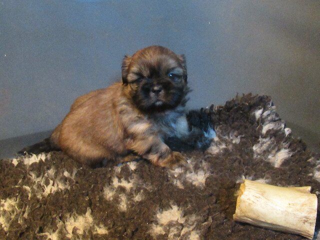 des brumes d'aurore - Shih Tzu - Portée née le 06/10/2025