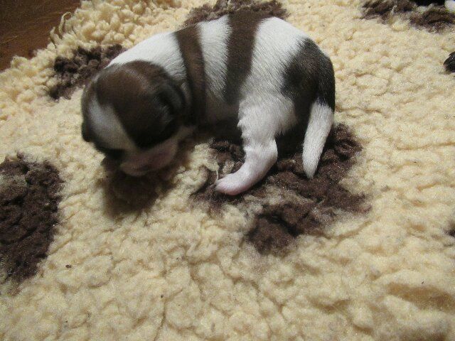 des brumes d'aurore - Chiots disponibles - Shih Tzu