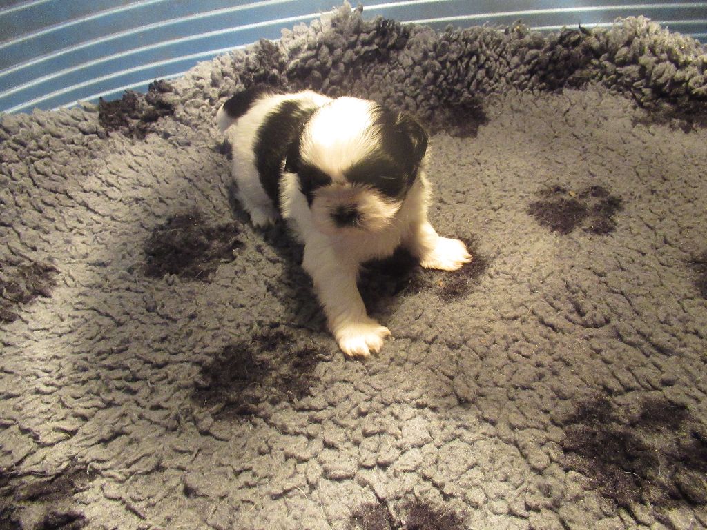 des brumes d'aurore - Chiots disponibles - Shih Tzu