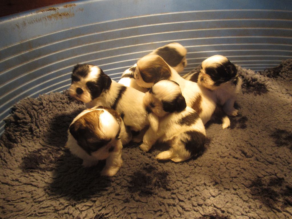 des brumes d'aurore - Shih Tzu - Portée née le 19/10/2025