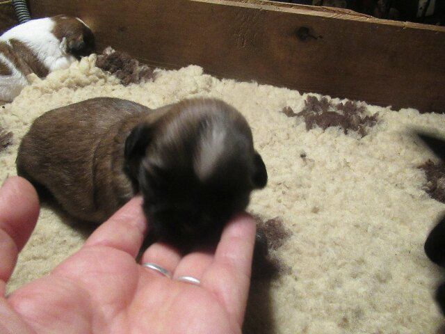 des brumes d'aurore - Chiots disponibles - Shih Tzu