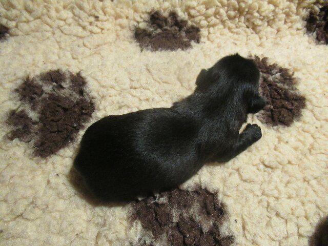 des brumes d'aurore - Chiots disponibles - Shih Tzu