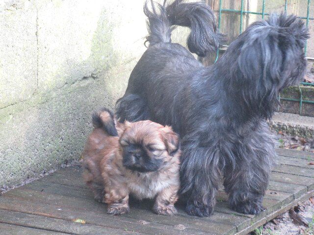 des brumes d'aurore - Chiots disponibles - Shih Tzu
