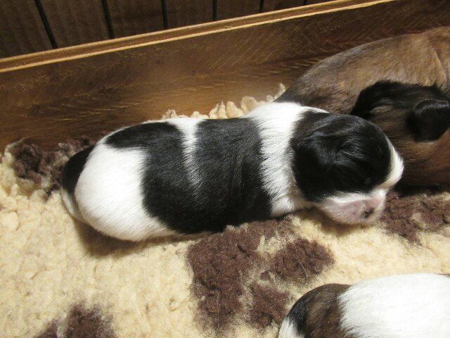 des brumes d'aurore - Chiots disponibles - Shih Tzu