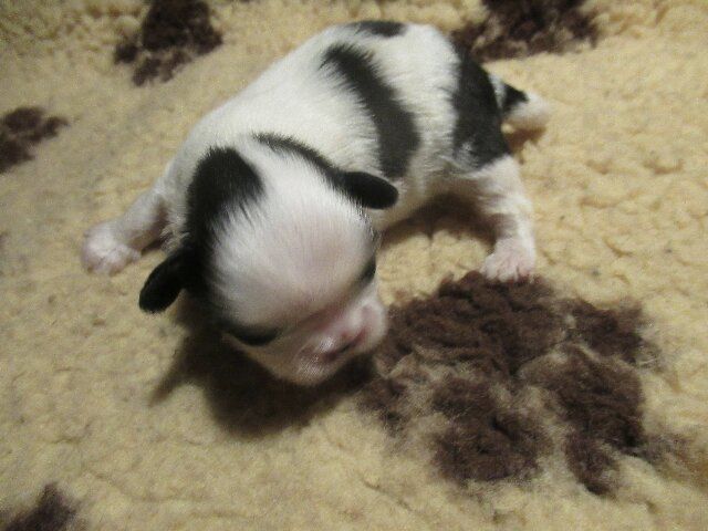 des brumes d'aurore - Chiots disponibles - Shih Tzu