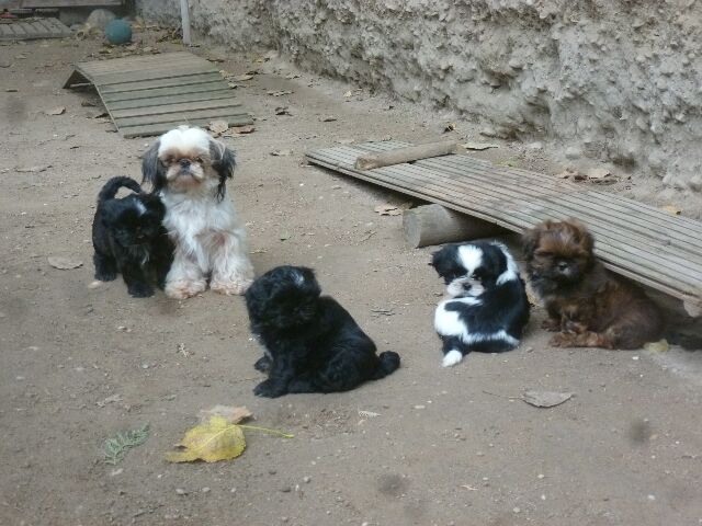 des brumes d'aurore - Shih Tzu - Portée née le 30/07/2020