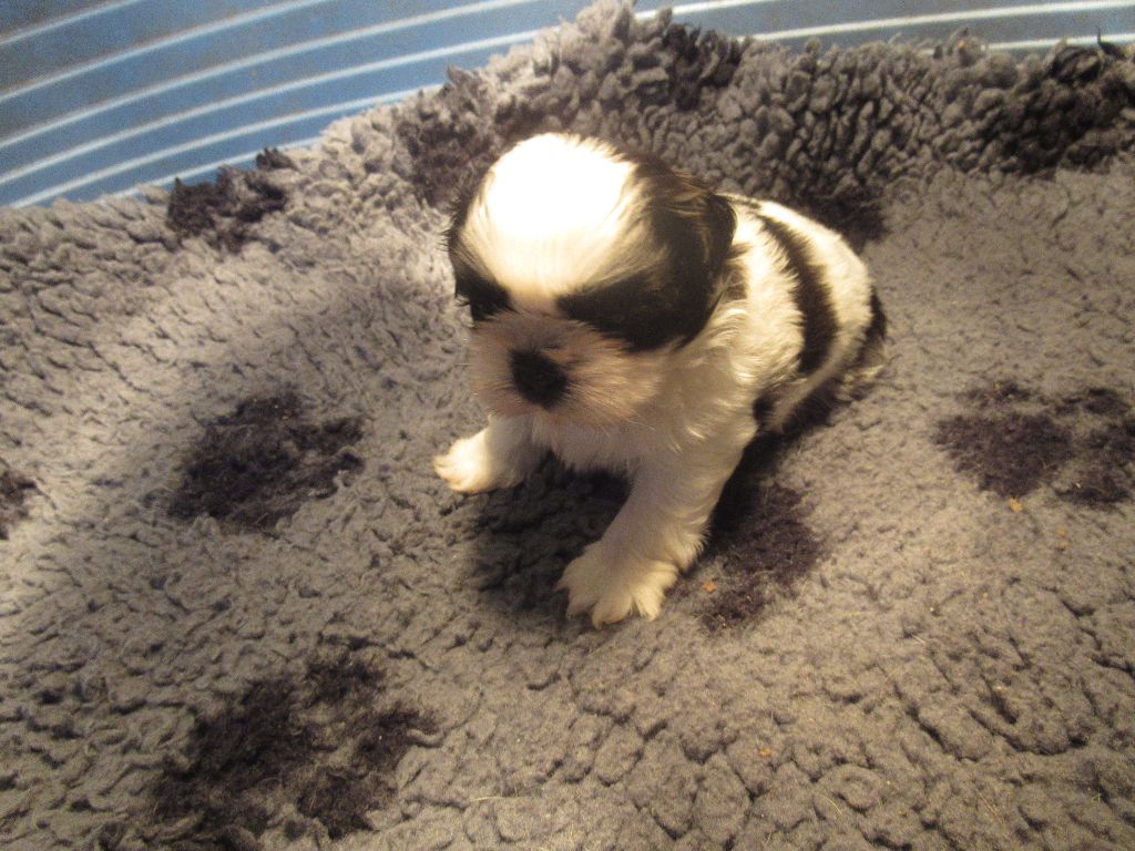 des brumes d'aurore - Chiots disponibles - Shih Tzu