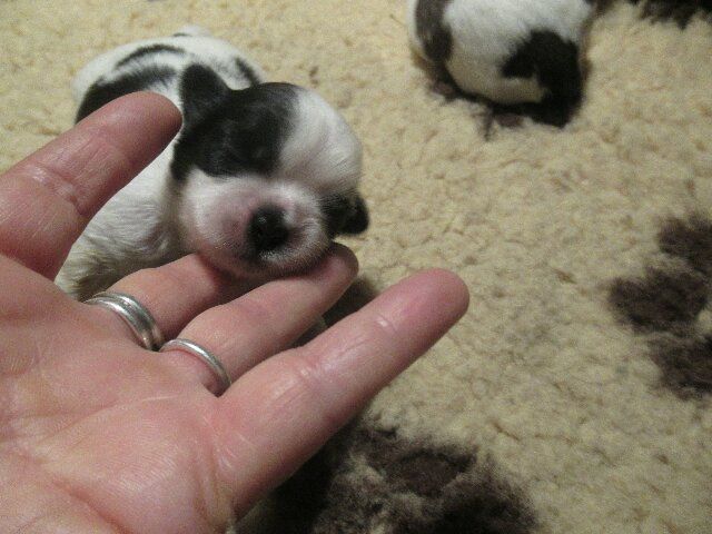 des brumes d'aurore - Chiots disponibles - Shih Tzu